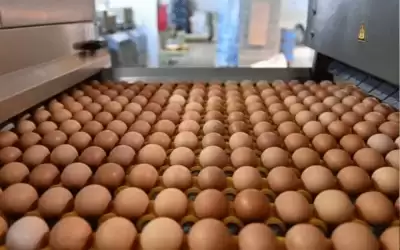 تفاقم أزمة البيض في بريطانيا وفرض