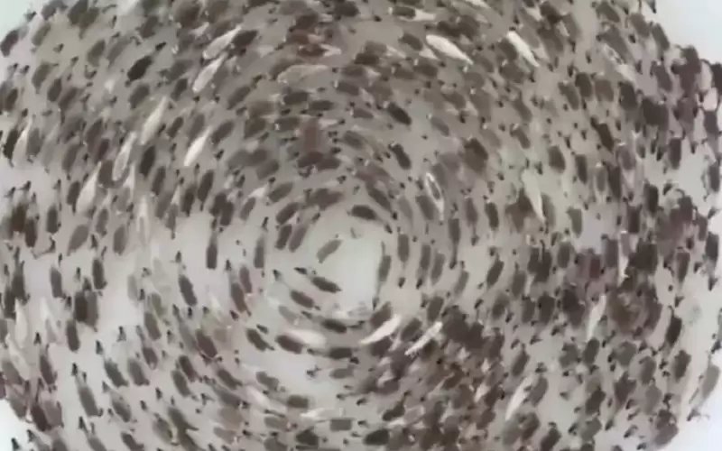 اللغز لم يحل بعد .. ومزيد