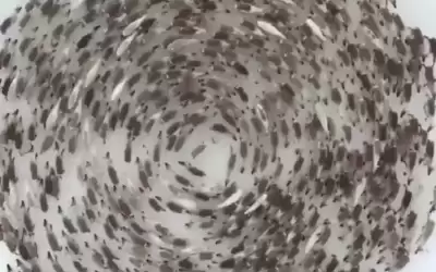 اللغز لم يحل بعد .. ومزيد
