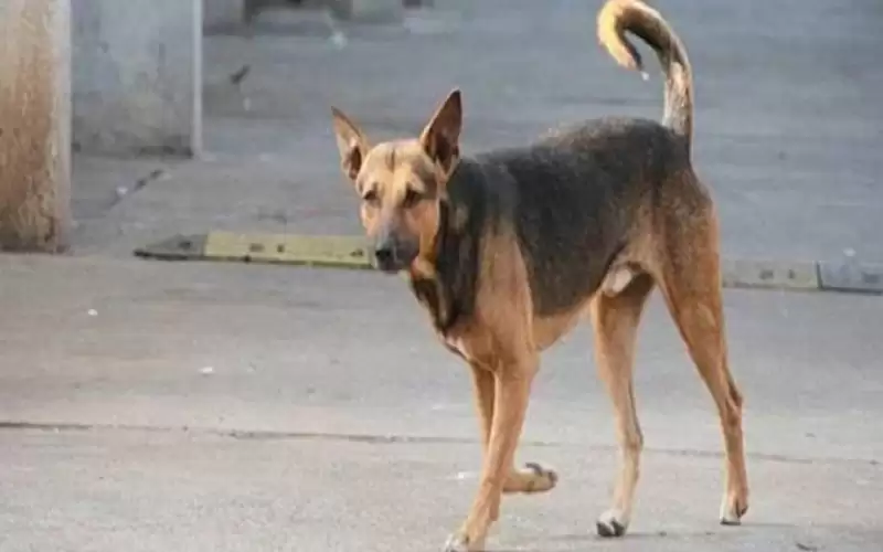 كلب يقود مصريا لجريمة قتل