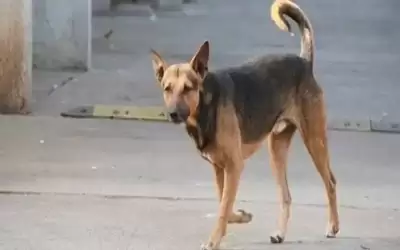 كلب يقود مصريا لجريمة قتل
