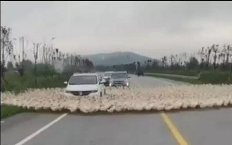 مجاهد: نشاطات مغناطيسي يؤثر على سلوك