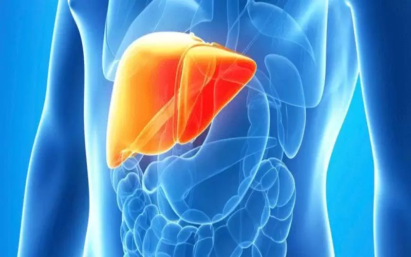 مشروبات مقوية للكبد.. منها الشاي الأخضر