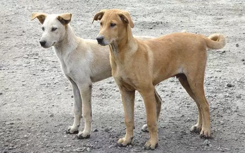 جريمة بشعة.. طبيب مصري يطعم الكلاب