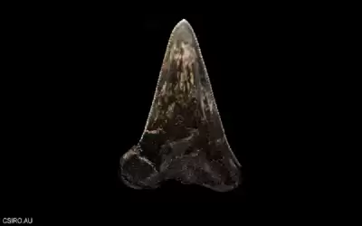 اكتشاف نادر لـسلف وحش البحار في