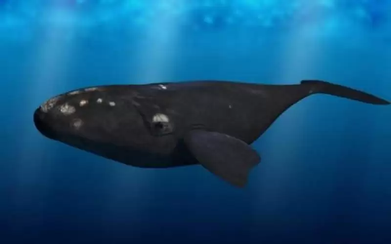 10 بالمئة من الكائنات البحرية في