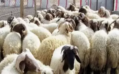 الزراعة: توفير لقاح الحمى القلاعية مجانا