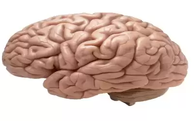 الأدمغة المحتوية على هذا الفيتامين ..
