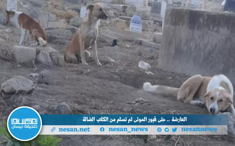 العارضة.. حتى قبور الموتى لم تسلم