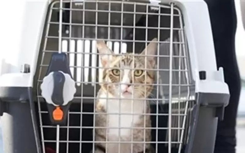 قط قطري يسافر إلى إنجلترا بعد