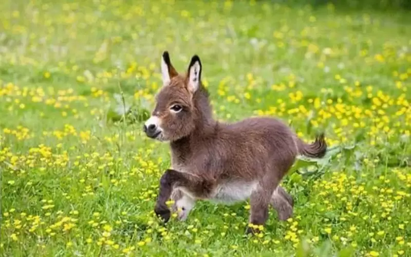 يوتيوبر باكستاني يهدي عروسه حمارا بحفل