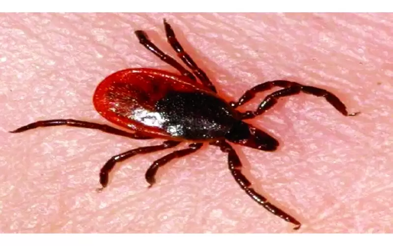 العلماء يكتشفون سر مرض تسببه حشرة