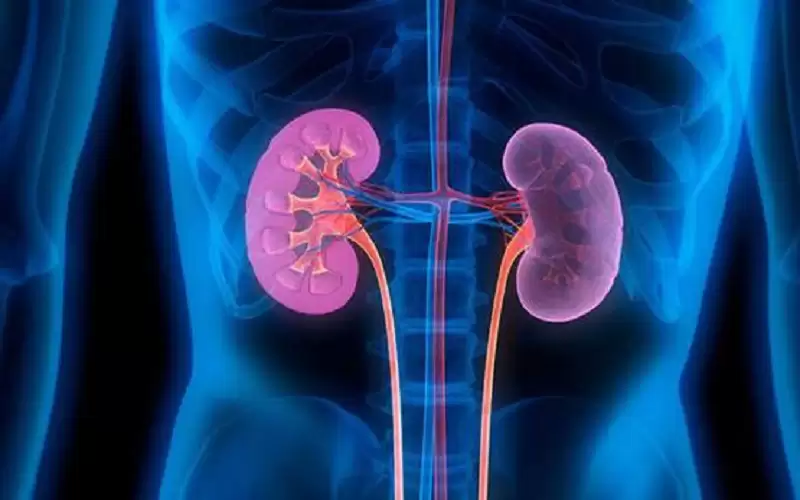 كيف تحافظ على صحة الكلى؟.. 12