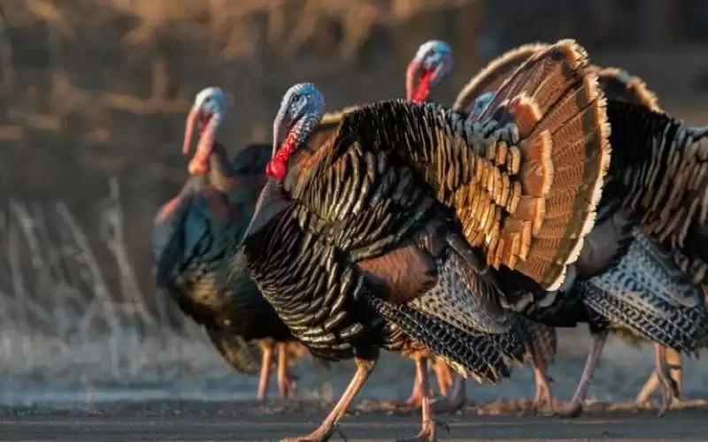 سكين إنفلونزا الطيور يذبح 25 ألف