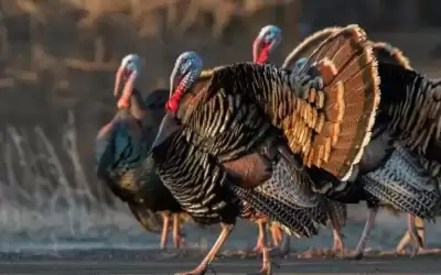 سكين إنفلونزا الطيور يذبح 25 ألف