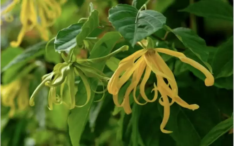 روائح عطرية تؤثر على عواطفك بشكل