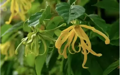 روائح عطرية تؤثر على عواطفك بشكل