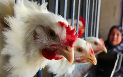 الزراعة: الأردن خال تماما من أي