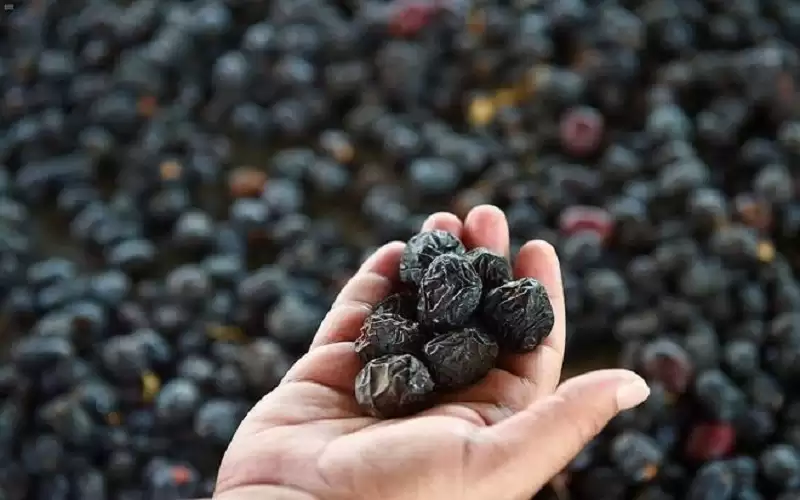 تمر العجوة.. فوائد صحية عجيبة لم