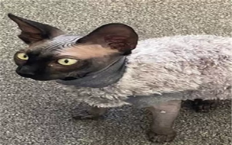 بكسر في الرقبة والعمود الفقري ..