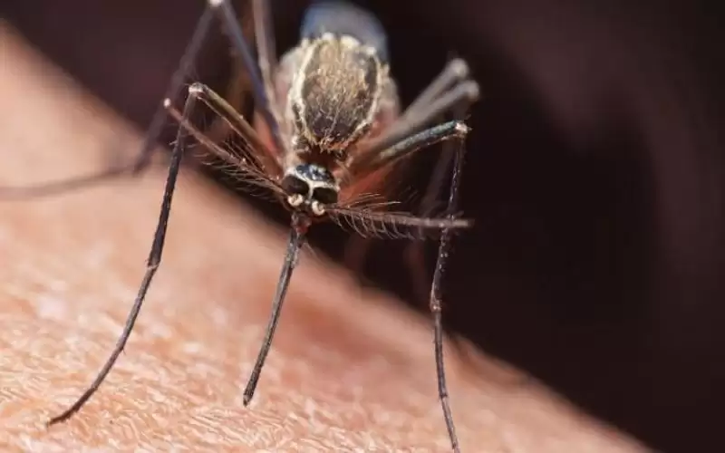 بعوض خارق يتحدى ذكاء البشر ويقاوم