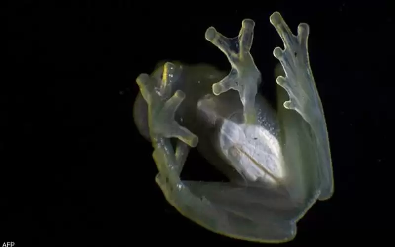 كيف يخفي نفسه؟ .. علماء يفكون