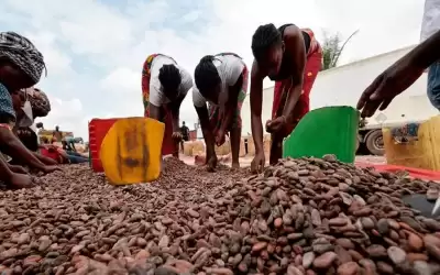 أطفال مزارع الكاكاو.. كيف تصنع الشوكولاتة