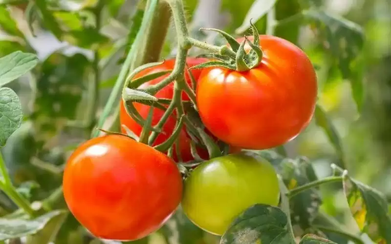تحذير.. لا تتناول الطماطم في هذه