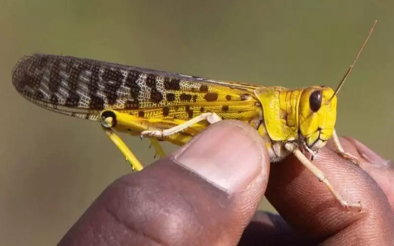 مفاجأة صادمة.. فوائد طبية عديدة لأكل