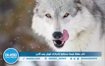 ذئاب منفلتة تتجشأ حساباتها بالدولارات تنهش