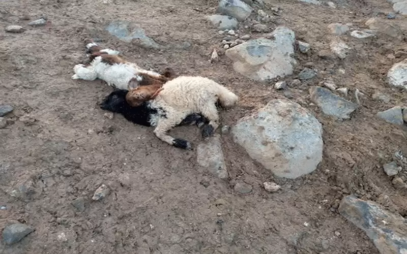 افتراس أكثر من 20 رأس غنم