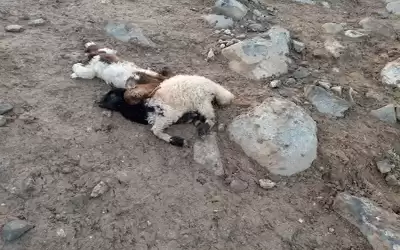 افتراس أكثر من 20 رأس غنم