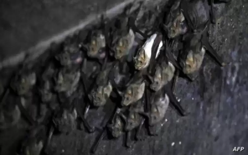 برد هيوستن يسقط الخفافيش .. وجهود