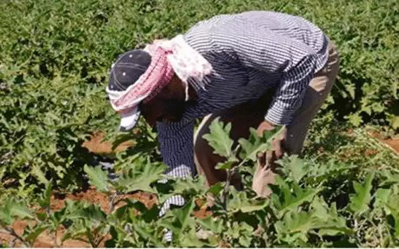 الأمطار تنعش آمال مزارعي الكرك