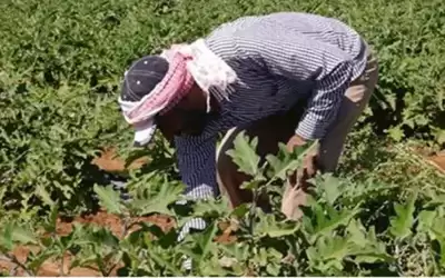 الأمطار تنعش آمال مزارعي الكرك