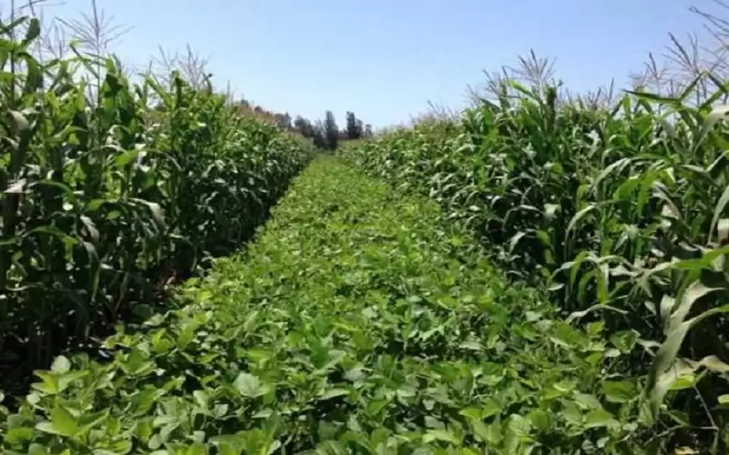 فرص عمل مؤقتة ضمن مشروع العمل