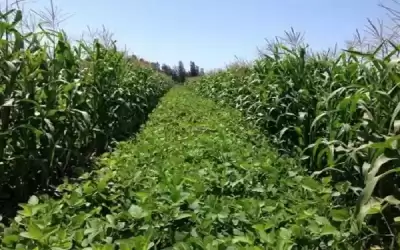 فرص عمل مؤقتة ضمن مشروع العمل