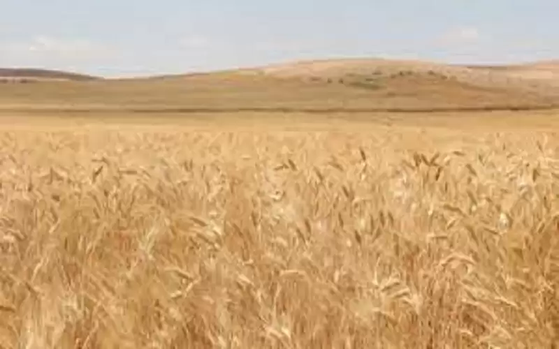 حنيفات :تفكير جاد بتوسيع رقعة زراعة