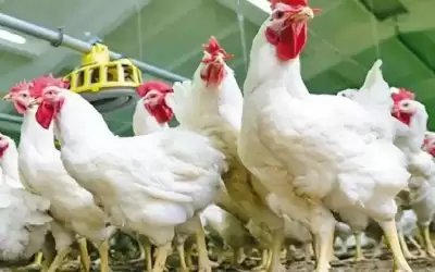 خسارات كبيرة تكبدها قطاع الدواجن بالأردن