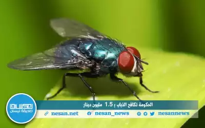 الحكومة تكافح الذباب بـ 1.5 مليون