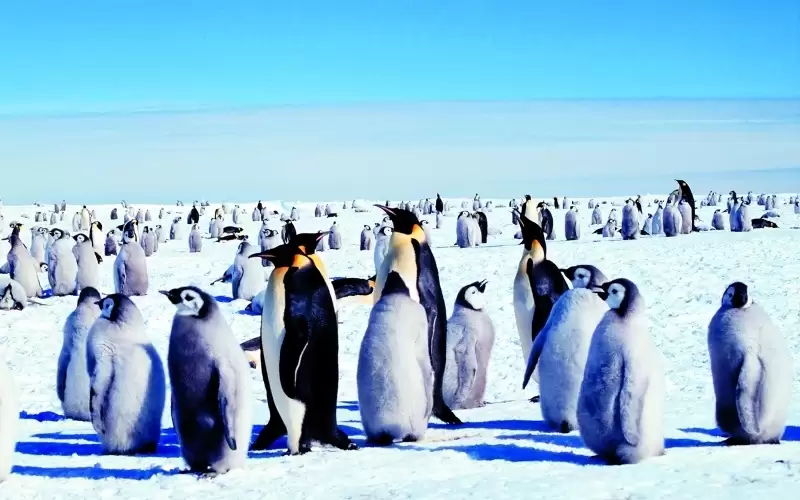 97 % من حيوانات القطب الجنوبي