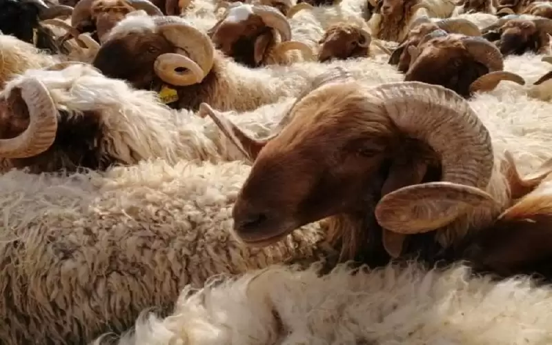 ارتفاع صادرات الأردن من الأغنام الحية