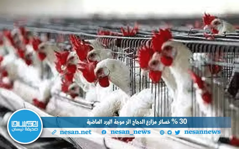 30 % خسائر مزارع الدجاج إثر