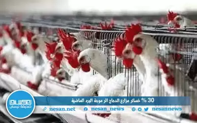 30 % خسائر مزارع الدجاج إثر