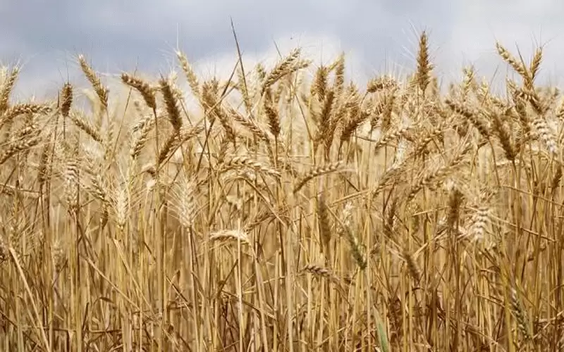 خبراء: لزراعة الشعير بهذا الوقت فائدة