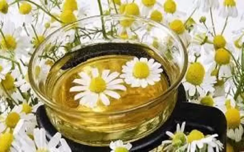 مشروب البابونج.. فوائد غير متوقعة لصحة