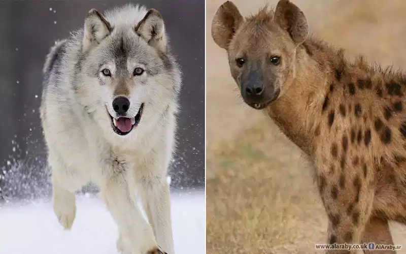 تغريم مواطن 250 دينارا لحيازته ضبع