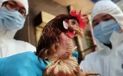 ذبح نحو 10 مليون طائر في