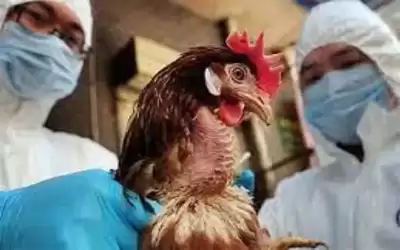 اليابان: اكتشاف بؤرة جديدة أنفلونزا الطيور