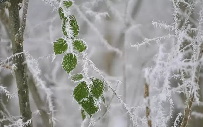 درجات الحرارة دون الصفر بالبادية الأردنية